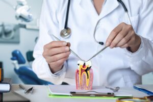 dentist showing model of root canal therapy